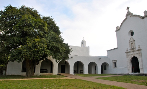 Goliad Anacua - recent